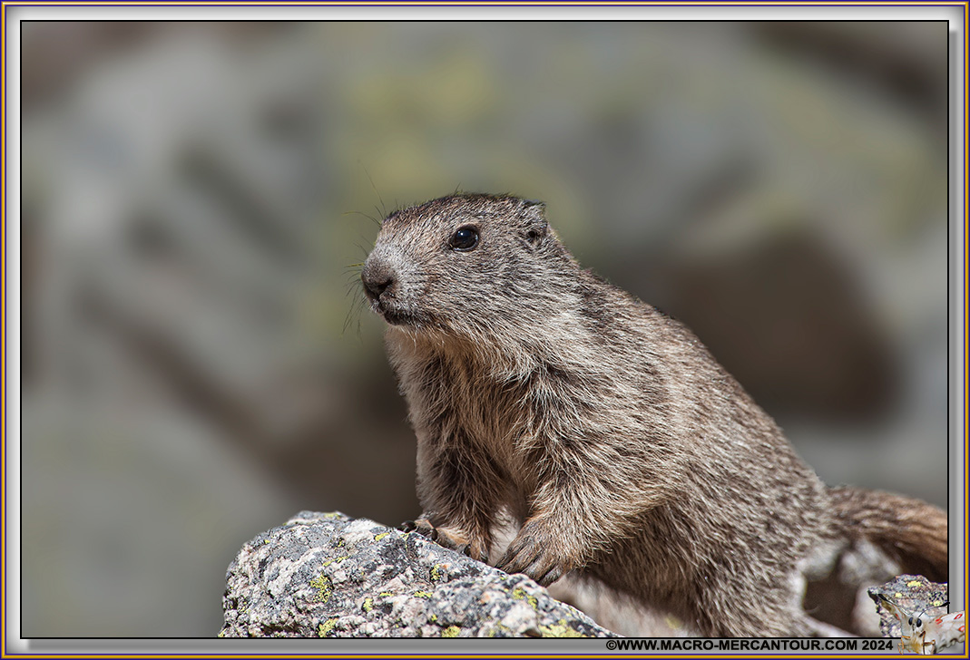 MARMOTTES
